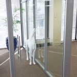 Frameless swing glass door with barpulls #0467